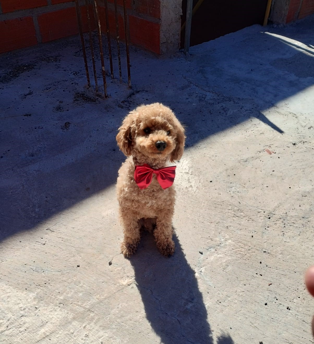 Clifford, el popular perrito de Hostal Lucero